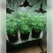 Purple Star Killer Seeds