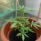 Quick One Auto Seeds (Royal Queen Seeds)