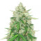 Royal Gorilla Automatic Seeds