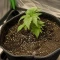 RS11 Seeds (Barney's Farm)