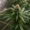 Santa Muerte Fast Seeds