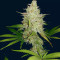 Shogun feminized seeds
