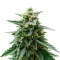 Sky Walker Auto Seeds