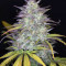 Smoothie Auto (Fast Buds)