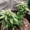 Solomatic Auto CBD feminized seeds