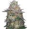 Super Banana Mango (Super Lemon Haze x GMO) Seeds