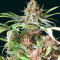 Graines féminisées de Super Lemon Haze (GHS)