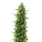 The Real Amnesia Auto Seeds (Growers Choice)
