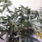 Graines de cannabis Trippy Gorilla Autoflowering (Big Head Seeds)