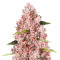 Tropicanna Poison F1 Fast Version Feminized Seeds (Sweet Seeds)