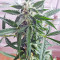 White Widow feminized seeds (Seedstockers)