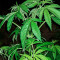 Amnesia Haze (Herbies Seeds)