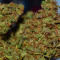 Auto Super Skunk (Auto Skunk) Seeds