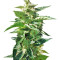 BCN Power Plant Autoflower feminized seeds