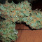 Big Stilton Auto (Big Head Seeds)