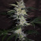 Bruce Banner #3 Auto strain