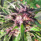 Bubba Gum Auto strain