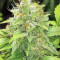 Graines de cannabis Buzz Light Gear (Dr. Krippling Seeds)