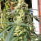 Durban Seeds (CannaBioGen)