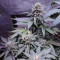 Fantasmo Express Auto Seeds