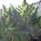 Golden Tiger Regular seeds