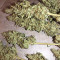 Gorilla × White Widow Seeds