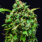 Green Crack Seeds (Blimburn Seeds)