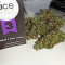 Haze x Kali China (Ace Seeds)