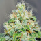 Jägg Kush (Delicious Seeds)