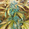 Josh D OG Seeds