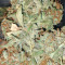 Malawi x Panama Seeds