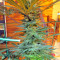 Graines de cannabis Panama regular (CannaBioGen)