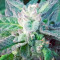 Sapphire OG (Humboldt Seeds Organization)