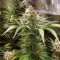 Strawberry Nuggets Auto Seeds