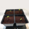 Sweet ZZ (Sweet Z) Seeds