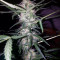 Waist Deep Auto Seeds