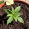 Wernard Express Auto (Positronics Seeds)