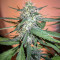 White Crystal Meth Auto