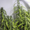 Arjan's Ultra Haze #1 feminized seeds