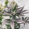 เมล็ด Bruce Banner # (AlphaFem Seeds)