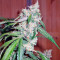 Euforia Seeds