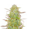 Semillas Feminizadas Superior Auto Mix (Herbies Seeds)