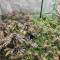 LSD (Herbies Seeds)