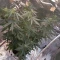 Tangie'matic Seeds