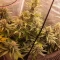 Gorilla Cookies Seeds