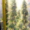Semi di cannabis fem Gelato Auto in vendita