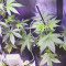 Venta de Lemon Pie Auto (Fast Buds) | Semillas de marihuana feminizadas