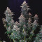 Black Ghost OG fem: seeds for sale, strain information and customer reviews