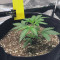 Auto Purple Gorilla Seeds