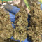 Acquista i semi femminizzati Exodus Cheese di Green House Seeds